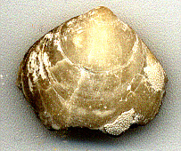 fossil06